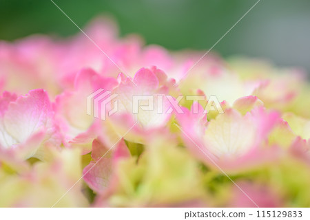 hydrangea   115129833