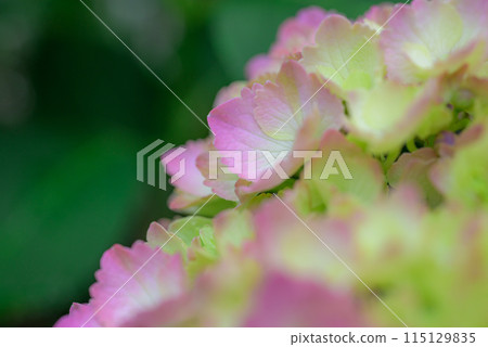 hydrangea hydrangea 115129835