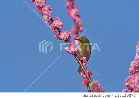 White-eye in the red plum blossoms in full bloom (dynamic image) (spring image) 115129878
