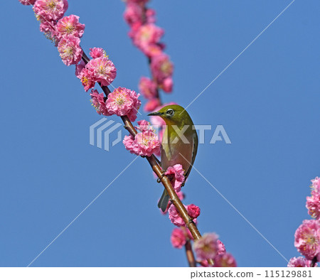 盛開的紅梅中的白眼(動態圖)(春天圖) 盛開的紅梅中的白眼(動態圖)(春天圖) 115129881