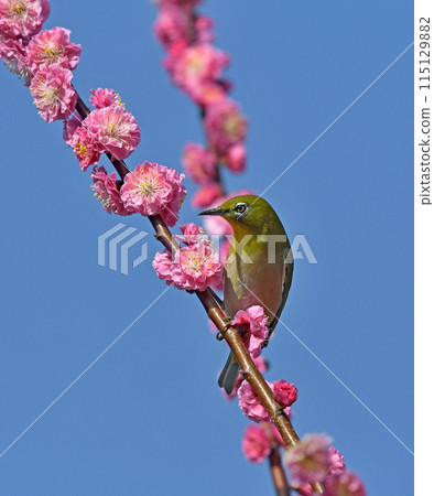 盛開的紅梅中的白眼（動態圖）（春天圖） 115129882