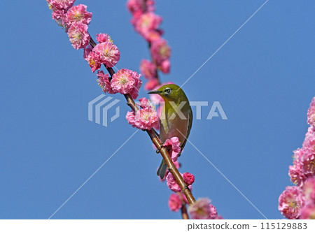 White-eye in the red plum blossoms in full bloom (dynamic image) (spring image) 115129883