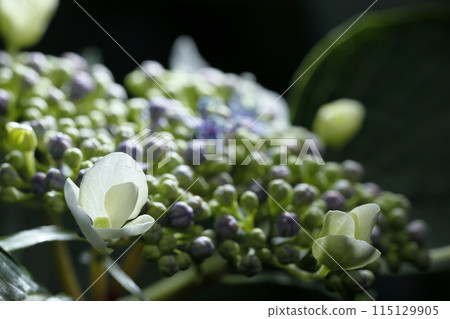 hydrangea hydrangea 115129905