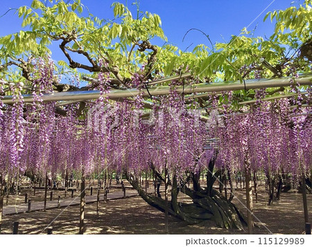 藍天白雲下盛開的紫藤花（岡崎城公園（紫藤棚架）/愛知縣岡崎市） 115129989