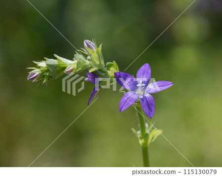 Blue-purple bellflower 115130079