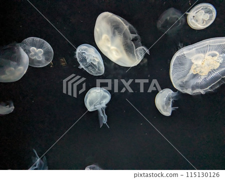 晚上的水母 晚上的水母 115130126