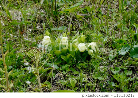 [Hokkaido] A cluster of Rebun lady's slippers (Rebun Island) 115130212