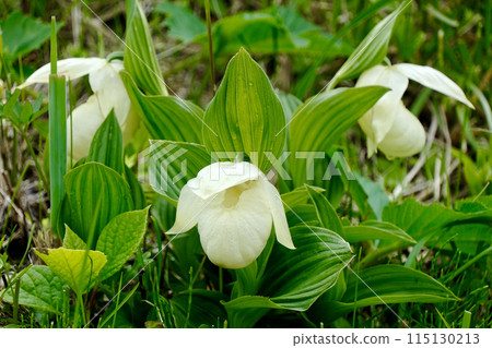 [北海道] 列文厚盛莊 (禮文島) 115130213