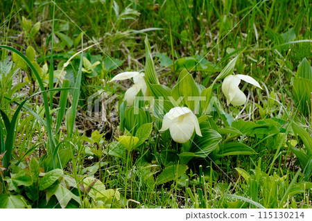 [北海道] 列文厚盛莊 (禮文島) 115130214
