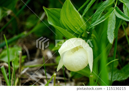 [Hokkaido] A cluster of Rebun lady's slippers (Rebun Island) 115130215
