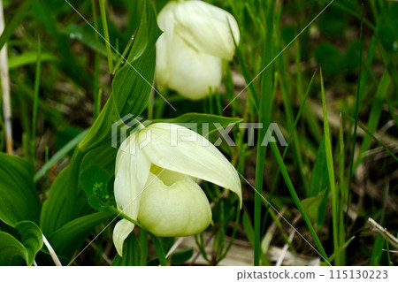[Hokkaido] A cluster of Rebun lady's slippers (Rebun Island) 115130223
