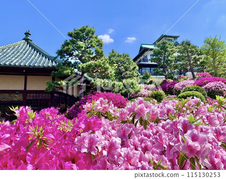 藍天、新綠、杜鵑花盛開的六角堂和蒲郡經典酒店主樓(三河灣國定公園/愛知縣蒲郡市) 藍天、新綠、杜鵑花盛開的六角堂和蒲郡經典酒店主樓(三河灣國定公園/愛知縣蒲郡市) 115130253