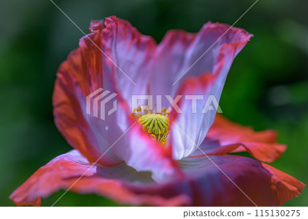 Chirley Poppy 115130275