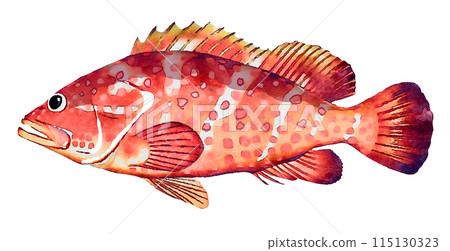 Hand drawn fish Hand drawn fish 115130323