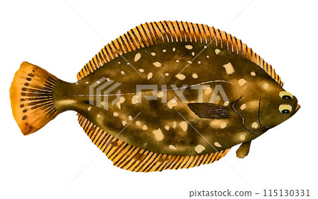 Hand drawn flounder 115130331
