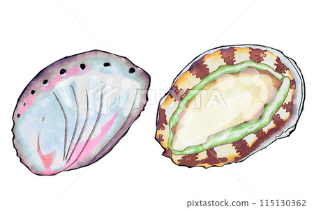 abalone 115130362