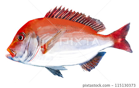 手繪鯛魚 手繪鯛魚 115130373