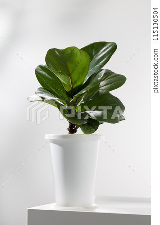 Fiddle leaf fig or Ficus lyrata in a white plastic pot. 115130504