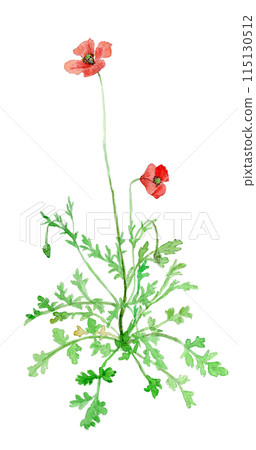 永見雛罌粟 永見雛罌粟 115130512