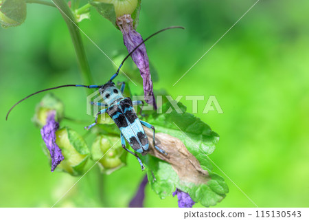 拉米舉行 115130543