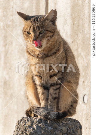A stray brown tabby cat sitting dignifiedly on a block and yawning A stray brown tabby cat sitting dignifiedly on a block and yawning 115130669