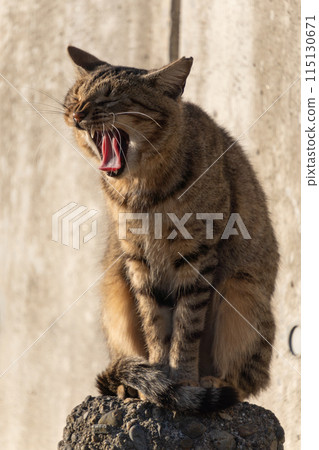 一隻黃色老虎圖案的流浪貓端莊地坐在一塊磚上打哈欠。 一隻黃色老虎圖案的流浪貓端莊地坐在一塊磚上打哈欠。 115130671