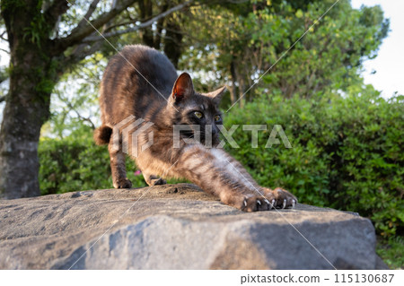 A black, striped stray cat stretching its front legs out on a rock in a natural park A black, striped stray cat stretching its front legs out on a rock in a natural park 115130687