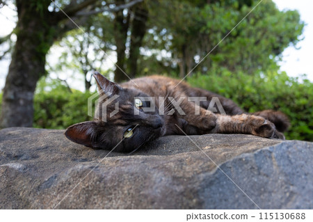Cat Cat 115130688