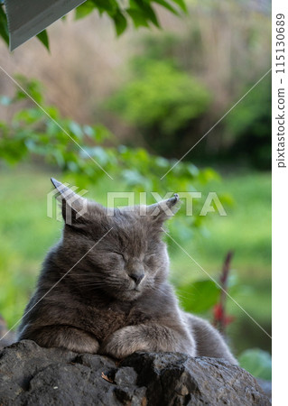 Cat Cat 115130689