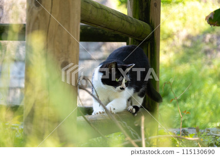 A stray tabby cat scratching its claws on a wooden fence in a natural park with a beautiful green background A stray tabby cat scratching its claws on a wooden fence in a natural park with a beautiful green background 115130690