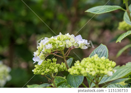 白色繡球花 115130733