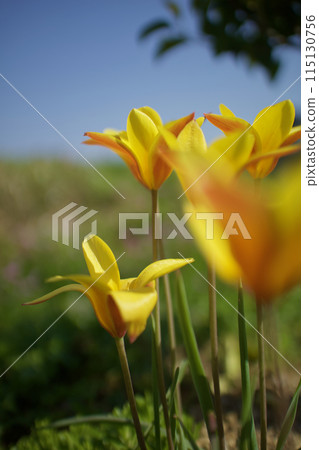 The contrast between yellow and vermilion - the native tulip "Clusiana chrysantha" - are its bright yellow flowers good for financial luck? 115130756
