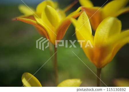 The contrast between yellow and vermilion - the native tulip "Clusiana chrysantha" - are its bright yellow flowers good for financial luck? The contrast between yellow and vermilion - the native tulip "Clusiana chrysantha" - are its bright yellow flowers good for financial luck? 115130892