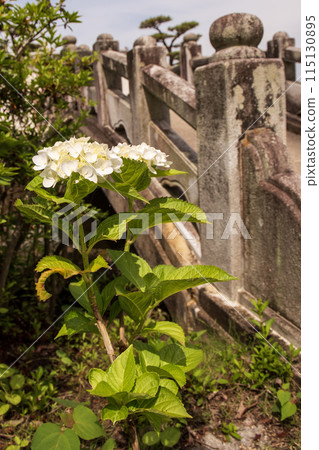 Stone wall and blooming hydrangeas Stone wall and blooming hydrangeas 115130895
