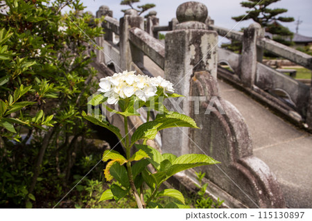 石橋和繡球花 115130897