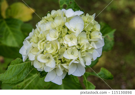 白色繡球花 白色繡球花 115130898
