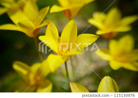 The contrast between yellow and vermilion - the native tulip "Clusiana chrysantha" - are its bright yellow flowers good for financial luck? 115130976