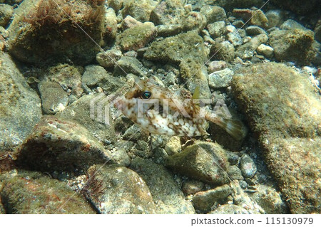 海鶴 海鶴 115130979