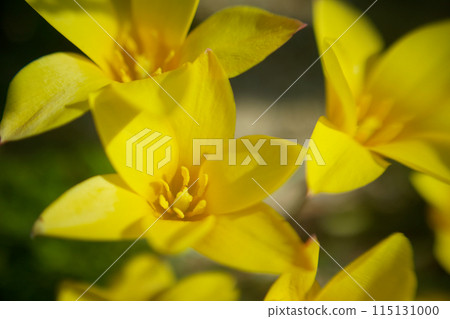 The contrast between yellow and vermilion - the native tulip "Clusiana chrysantha" - are its bright yellow flowers good for financial luck? The contrast between yellow and vermilion - the native tulip "Clusiana chrysantha" - are its bright yellow flowers good for financial luck? 115131000
