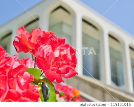 噴泉廣場玫瑰園內（須磨離宮公園） 115131016