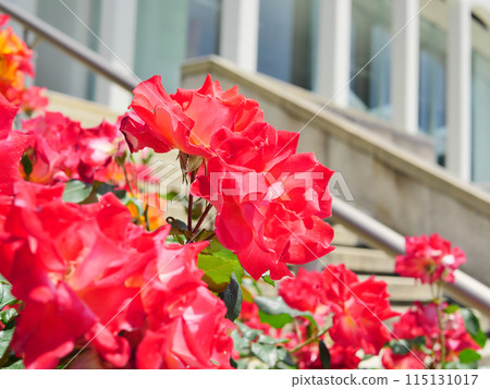 噴泉廣場玫瑰園內（須磨離宮公園） 115131017