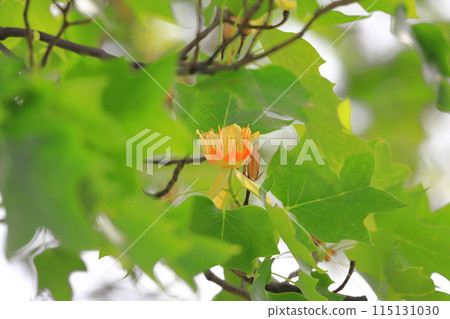 百合樹的花和果實 115131030