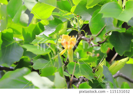 百合樹的花和果實 百合樹的花和果實 115131032