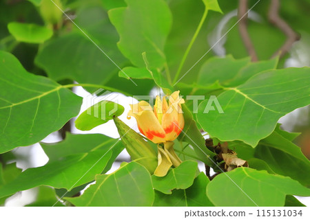 Lily tree flowers and fruits Lily tree flowers and fruits 115131034