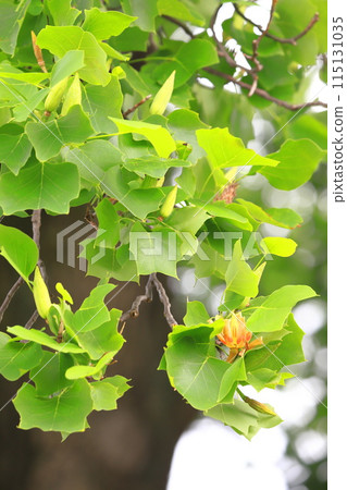 Lily tree flowers and fruits Lily tree flowers and fruits 115131035