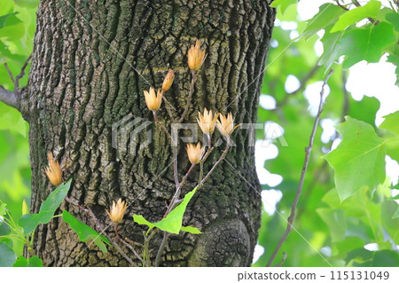 百合樹的果實 百合樹的果實 115131049