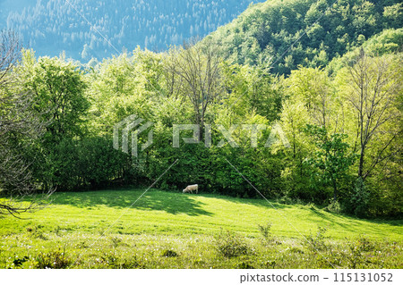 Big Fatra mountains scenery, Slovakia 115131052