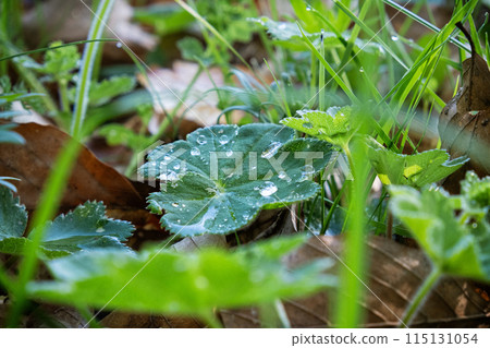 Dew drops on green leaves, Big Fatra mountains scenery, Slovakia 115131054