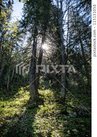 Big Fatra mountains scenery, Slovakia 115131058