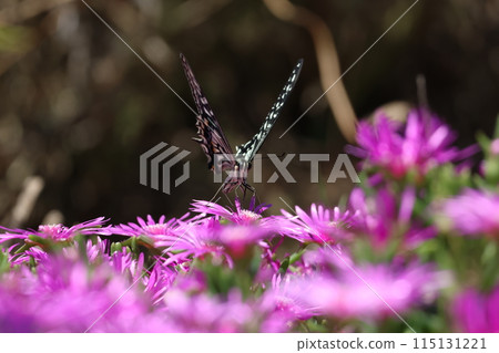 Swallowtail butterfly that stops on pink flowers Swallowtail butterfly that stops on pink flowers 115131221